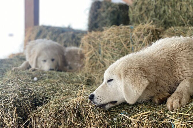 Guided Walking Tour of Methow Meadows and Meet the Animals - Final Thoughts: Who Should Consider This Tour?