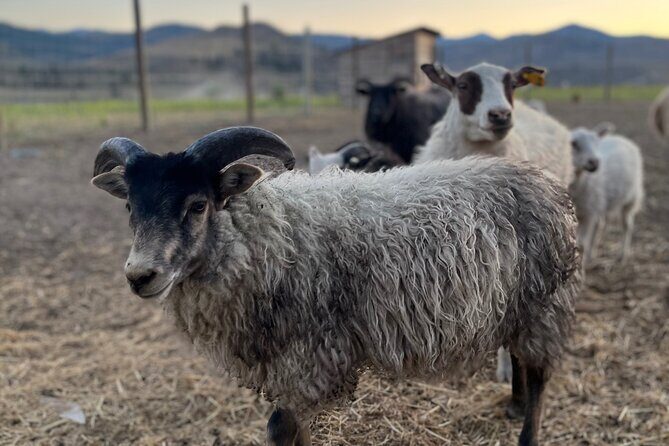 Guided Walking Tour of Methow Meadows and Meet the Animals - Frequently Asked Questions