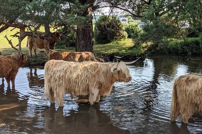 Guided Walking Tour of New Forest National Park in Hampshire - Who Is This Tour Best For?