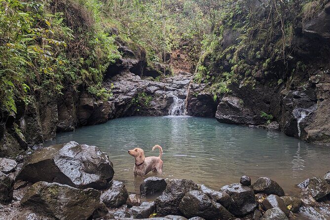 Guided Waterfall and Jungle Hiking Tour - FAQ