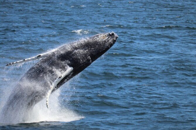 Guided Whale Watching Experience from Reykjavik - Guided Whale Watching Experience from Reykjavik: A Deep Dive into Marine Marvels