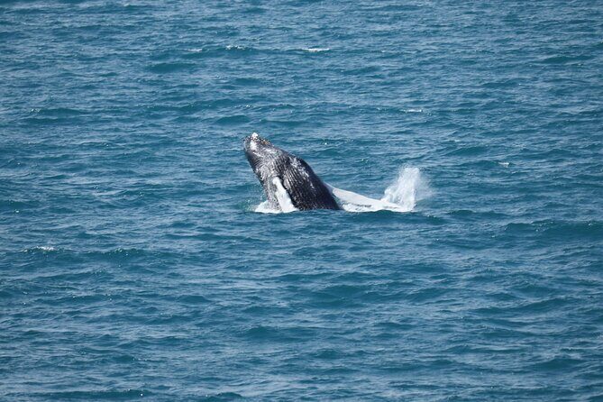 Guided Whale Watching Experience from Reykjavik - Key Points