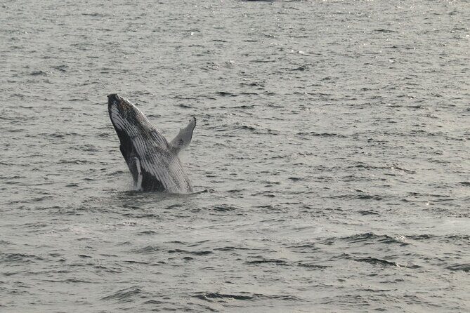 Guided Whale Watching Experience from Reykjavik - Final Thoughts: Is It Worth It?