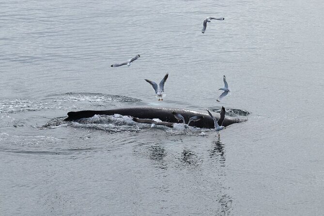Guided Whale Watching Experience from Reykjavik - FAQ: Your Questions Answered