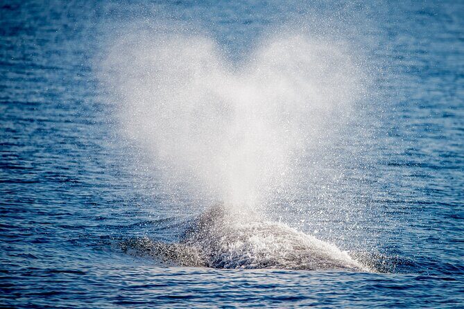 Guided Whale Watching Tour from Long Beach - Who Should Consider This Tour?