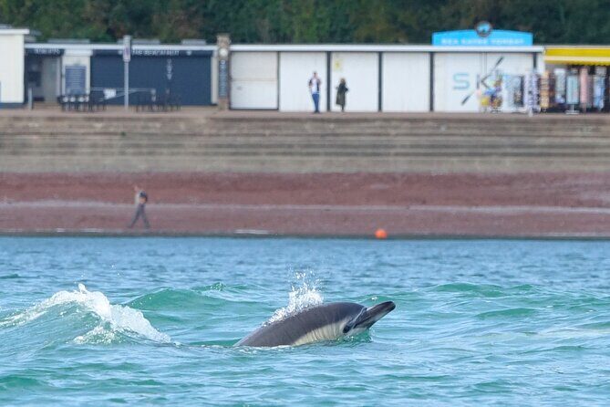 Guided Wildlife and Sea Cave Kayak Safari in English Riviera - Who Will Love This Tour?