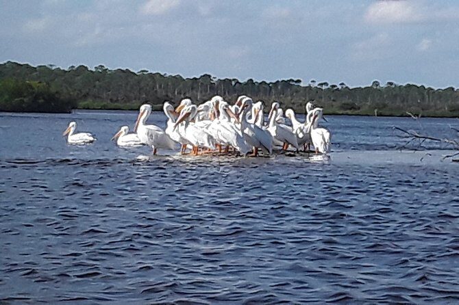 Guided Wildlife Eco Kayak Tour in New Smyrna Beach - The Sum Up