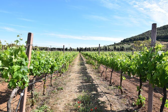 Guided Wine and Olive oil tasting - Final Thoughts