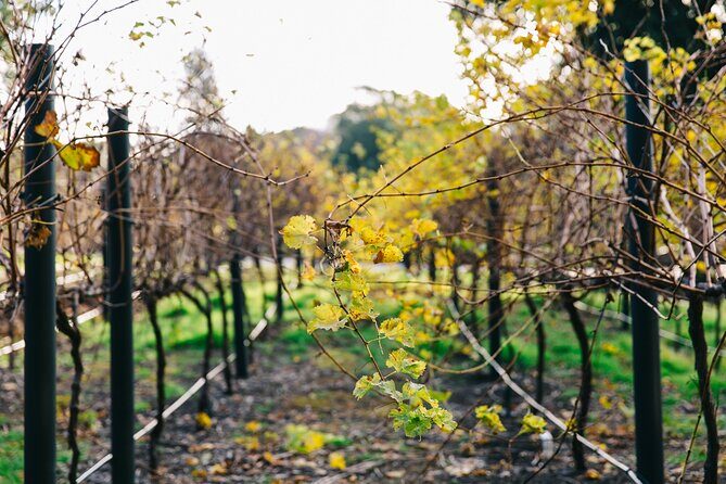 Guided Wine Journey and Discovery Tasting Tour in Adelaide - Final Thoughts