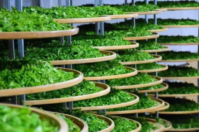 Guilin: City Tour with Elephant Hill & Ming Tea Tasting - Key Points