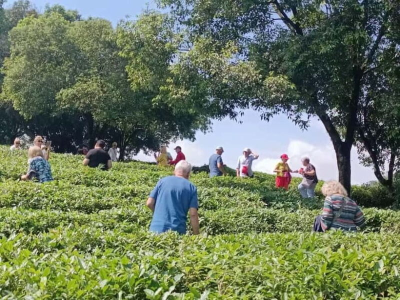 Guilin: City Tour with Elephant Hill & Ming Tea Tasting - Exploring Guilin in Style and Comfort