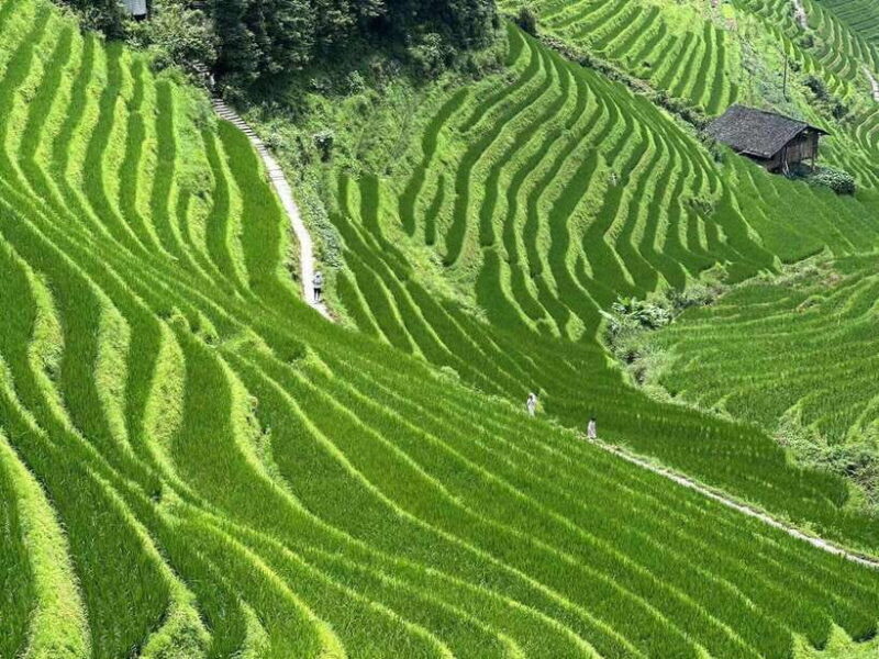 Guilin: Day tour of Longji Rice Terraces and Yangshuo - Key Points