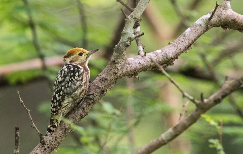 Gujarat: Devalia Park ( Devaliya ) Guided Jeep Safari - Key Points