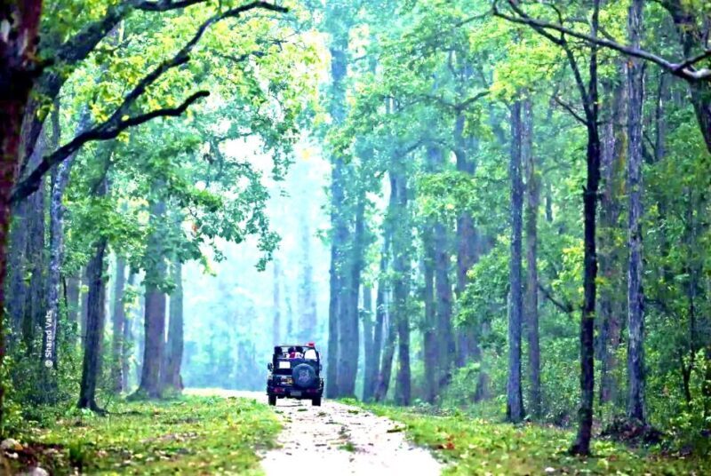 Gujarat: Gir National Park Guided Jeep Safari - In-Depth Review of the Gir National Park Safari Experience