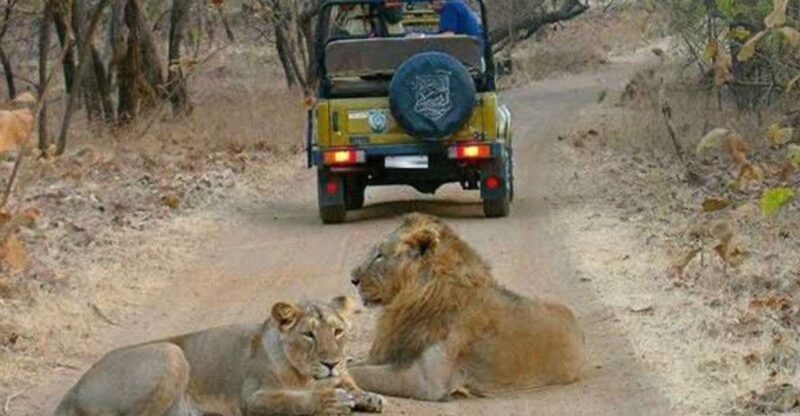 Gujarat: Gir National Park Guided Jeep Safari - FAQ