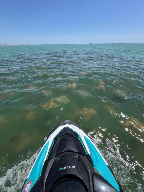 Gulf of Mexico: Guided Jet Ski Tour with Dolphin Watching - Frequently Asked Questions
