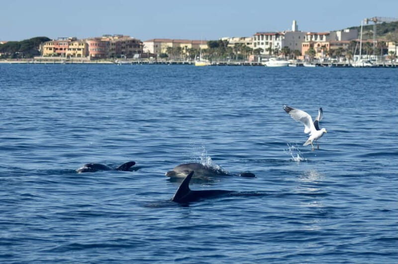 Gulf of Olbia: Dolphin watching by dinghy - Pricing and Value