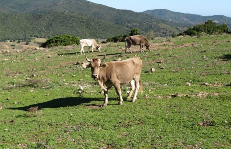 Gulf of Orosei: 4X4 tour between Mountains & Beaches - FAQs