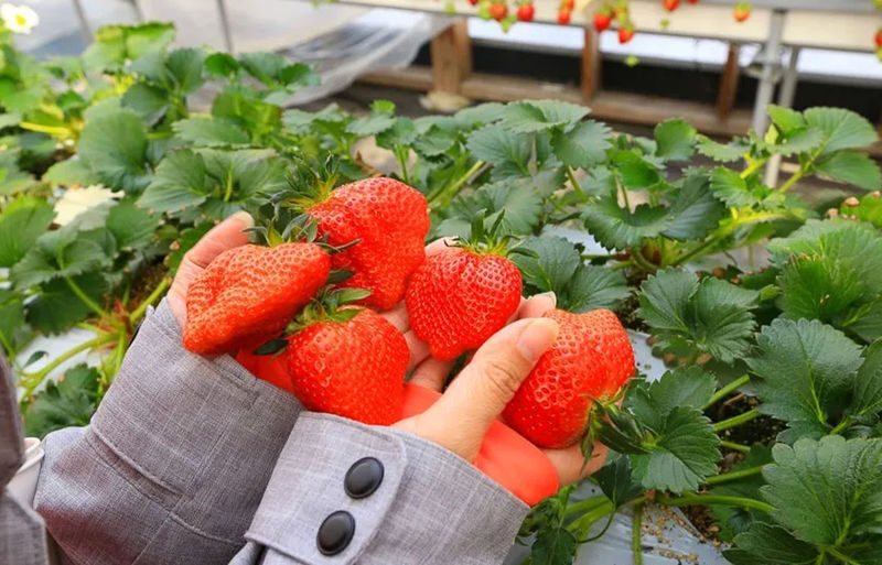 Gunma Rural Fun Tour: Fukiaware Falls & Harada Farm Fruit Picking & Lavender Flower Sea/Skiing/Ikaho Onsen Day Trip (From Tokyo) - A Gunma day built around the season