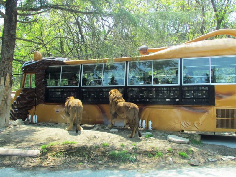 Gunma Safari Park Ticket - Pick a car or pay extra for the safari bus
