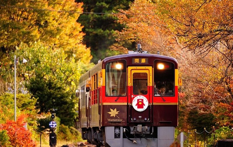 Gunma Watarase Keikoku & Takatsudo Gorge Autumn Day Tour - Ashikaga Flower Park after dark
