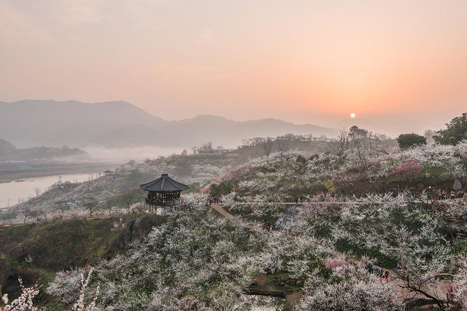 Gwangyang Maewha Flower and Jeonju Hanok Village 1 day trip from Seoul - FAQ