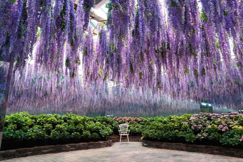 Gyeonggi: Gaypeong Begonia Bird Park Entry Ticket - Who Will Love This Experience?