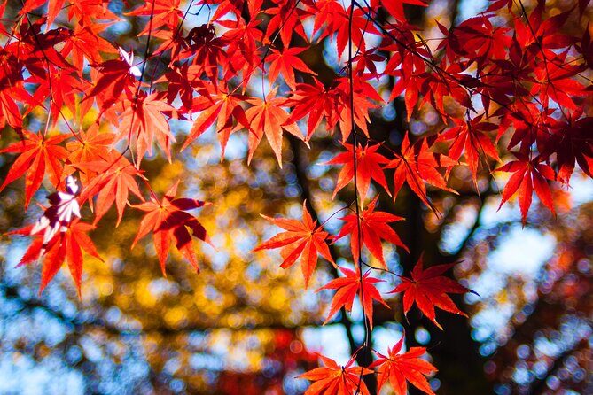 Gyeongju Maple Tour from Busan - FAQ