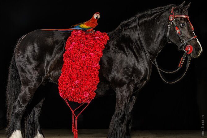 Gypsy Gold Horse Farm Walking Tour - Why This Experience Stands Out