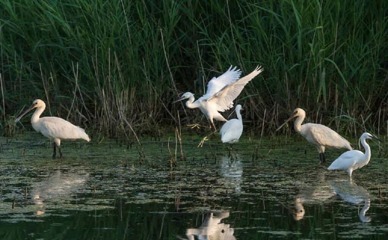 Gyr: Private Boat Tour to Visegrád with Danube Bend Views - The Experience: Authentic, Relaxing, and Beautiful