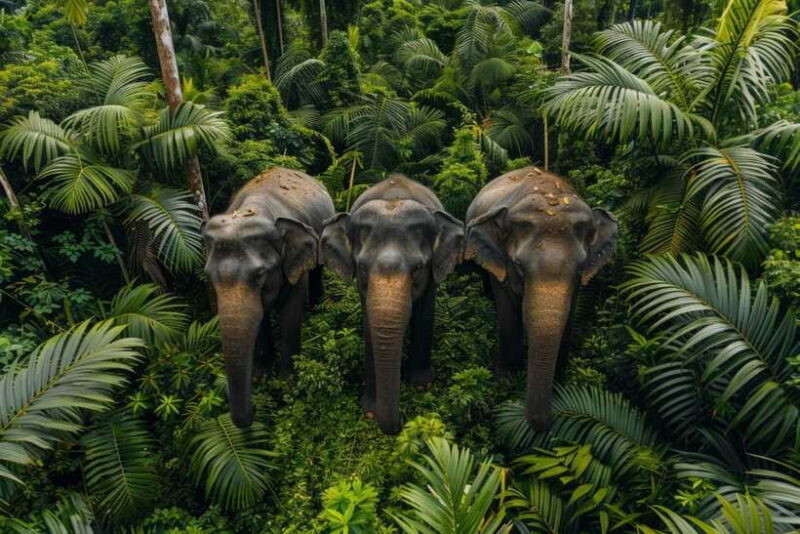 Habarana Eco Park Safari with Jeep & Entrance Fee - Final Thoughts: Is It Worth It?