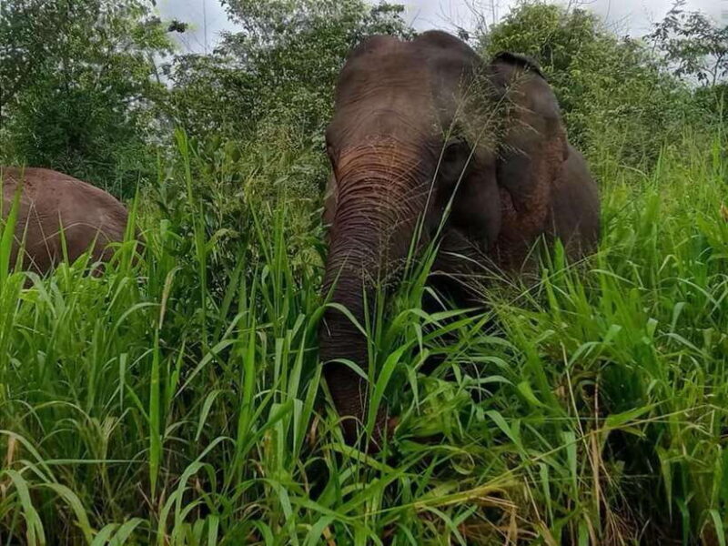Habarana : Habarana Eco Park Elephant Safari Adventure - An Exciting Look at the Habarana Eco Park Elephant Safari Adventure