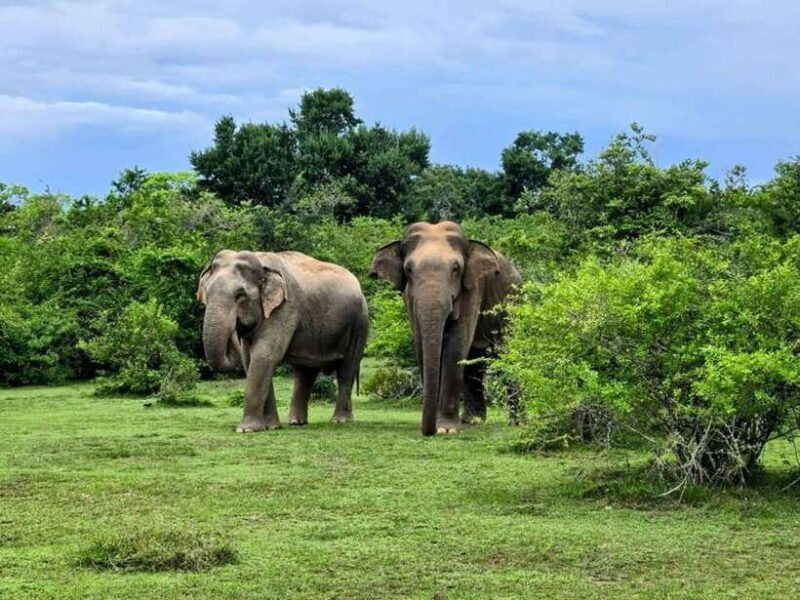 Habarana : Habarana Eco Park Elephant Safari Adventure - Key Points
