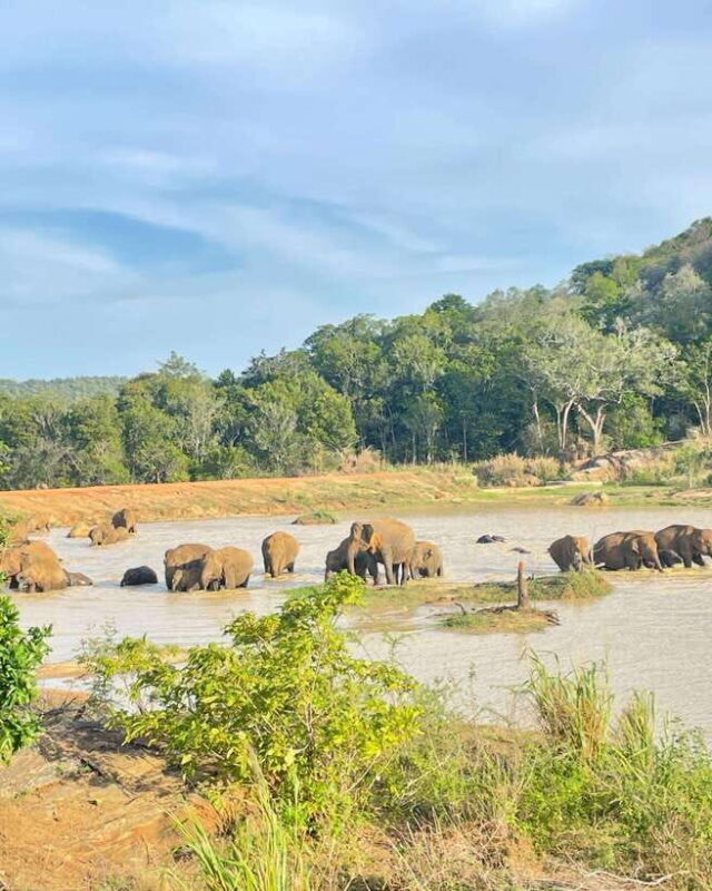 Habarana : Habarana Eco Park Elephant Safari Adventure - Final Word