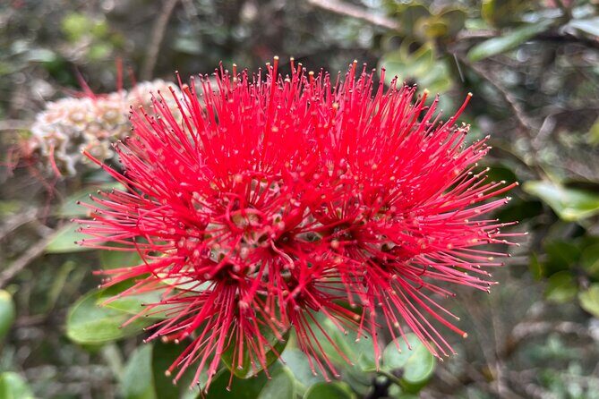 Haena Hike and Swim with Native Hawaiian - Who Should Consider This Tour?
