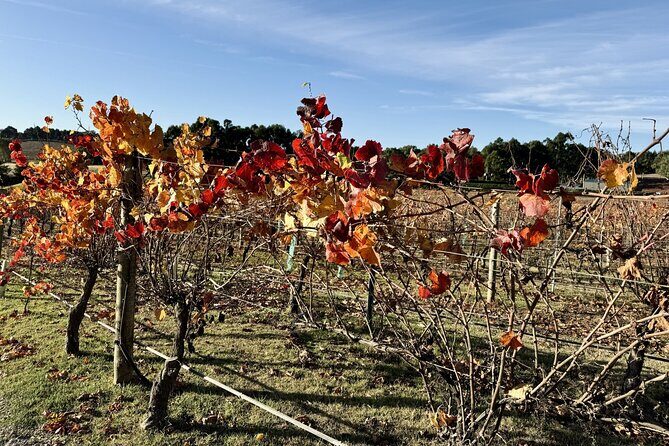 Hahndorf Private Day Tour with Wine Tastings in Adelaide Hills - Frequently Asked Questions