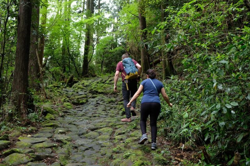 Hakone Hachiri: Old Tokaido Highway Hiking Half-day tour - Key Points