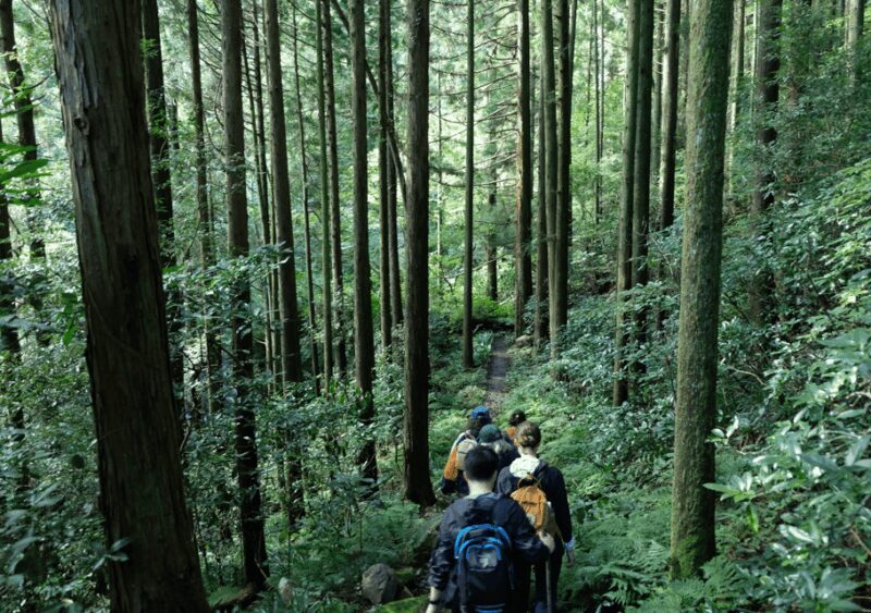 Hakone Hachiri: Old Tokaido Highway Hiking Tour - Who This Tour Is Perfect For
