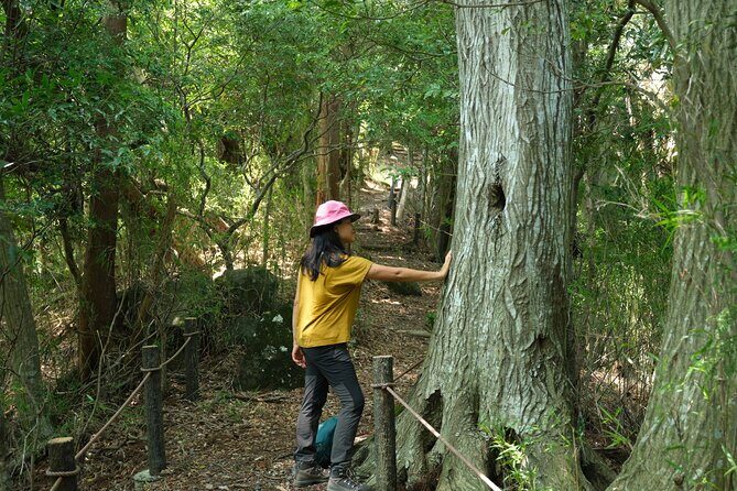 Hakone Valley Hike, Forest Bathing and Wagashi shop (Half-day) - A Refreshing Half-Day in Hakone: Valley Hike, Forest Bathing, and Wagashi
