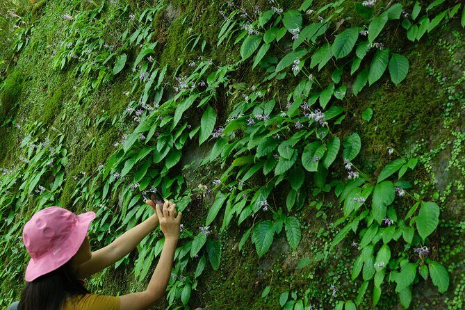 Hakone Valley Hike, Forest Bathing and Wagashi shop (Half-day) - Frequently Asked Questions