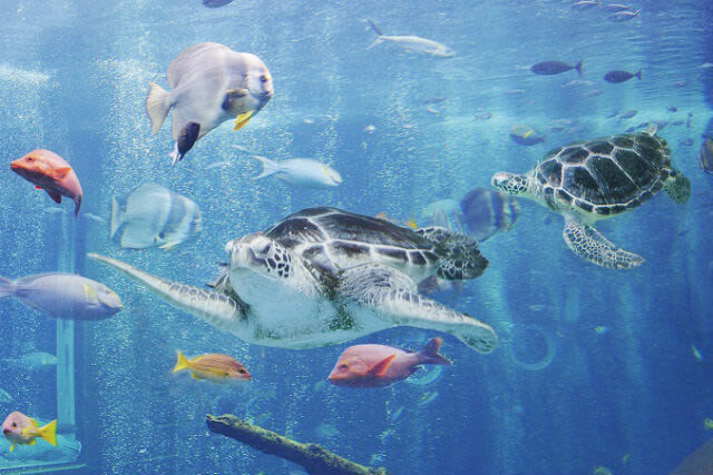 Hakoneen Aquarium Admission Ticket in Hakone - What to know before you go