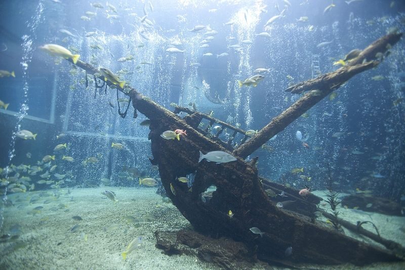 Hakoneen Aquarium Admission Ticket in Hakone - Freshwater fish, with a living fossil in the mix