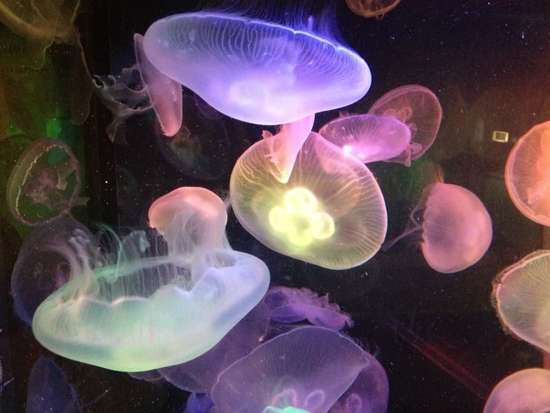 Hakoneen Aquarium Admission Ticket in Hakone - The saltwater tank and smaller favorites