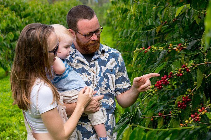 Hala Tree Coffee Farm Tour - Who Will Love This Tour?