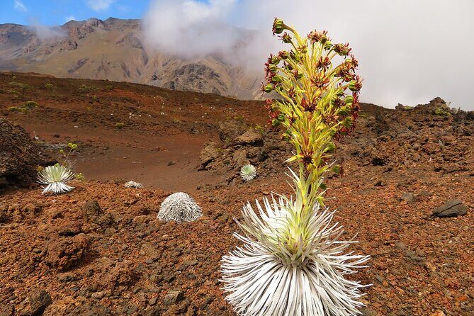 Haleakala Sunrise Best Self-Guided Bike Tour - Final Thoughts: Is This Tour Right for You?