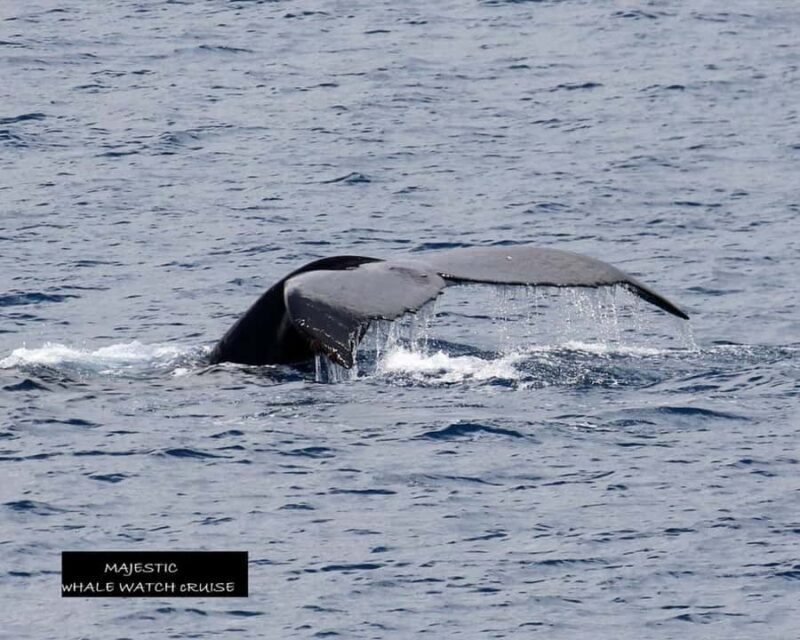 Haleiwa: Oahu North Shore Whale Watching Boat Tour - The Experience: What to Expect on Your Private Whale Watching Tour