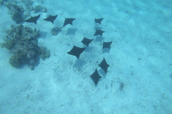 Half a day to discover Bora Bora with O-sea - FAQs