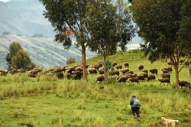 Half day Acclimatization Hike with Llamas and Alpacas in Cusco - Practical Details and Value