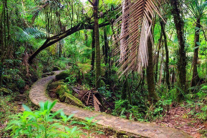 Half Day Adventure Private Tour in El Yunque Rainforest - The Practicalities: Transportation, Timing, and Group Size