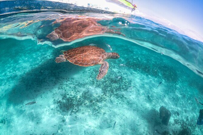Half Day Akumal Beach Swim and Snorkel with Turtles Experience - Who Should Consider This Tour?